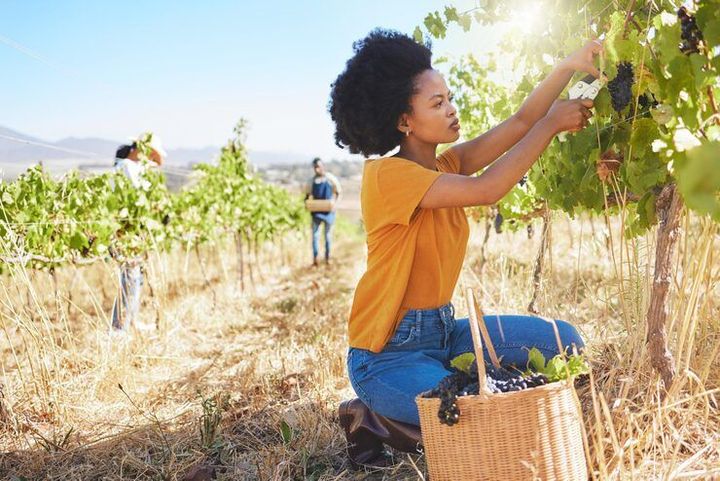 South African Vineyard Tours: Explore Scenic Wineries and Learn Local Wine Traditions